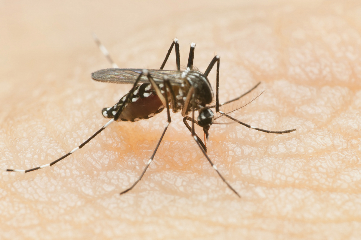 Haywood County reminds residents of mosquito dangers