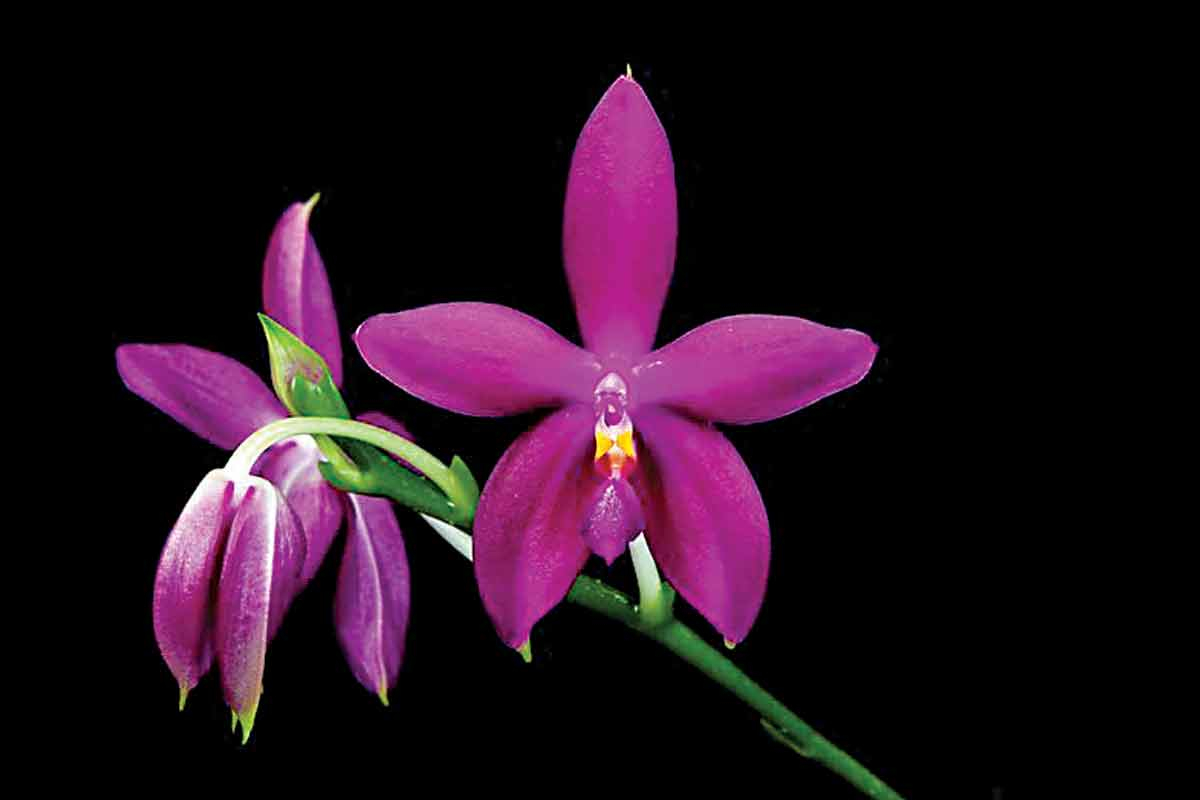 The festival will feature hundreds of carefully crafted orchid displays. N.C. Arboretum photo 