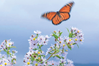 The Joyful Botanist: On the mend