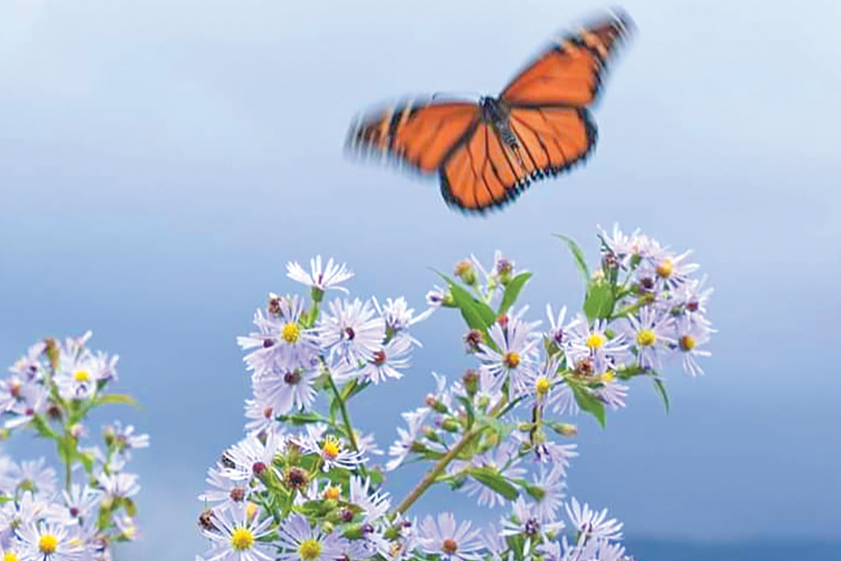 Monarch butterfly and asters on the Blue Ridge Parkway during fall migration. 