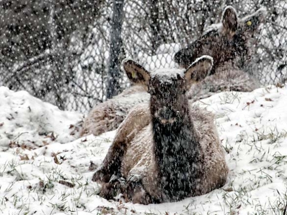 Elk arrive at Grandfather