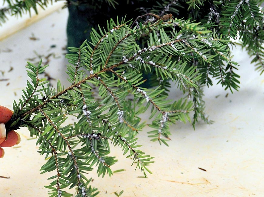 Hemlock initiative to continue