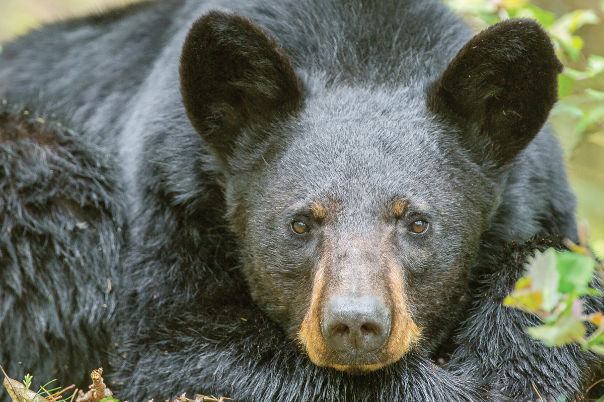 Bears are denning; what to and what not to do