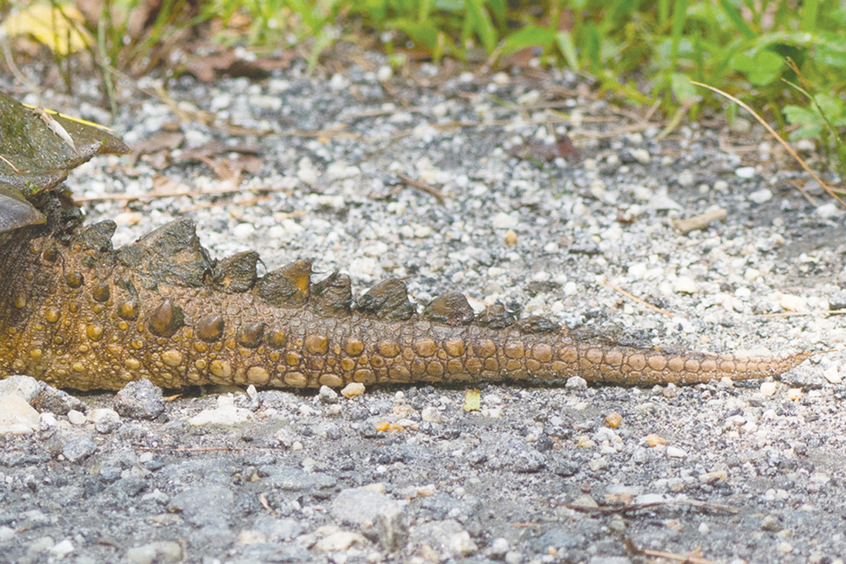 Snapping turtles have long, saw-toothed tails. Fred Coyle photo