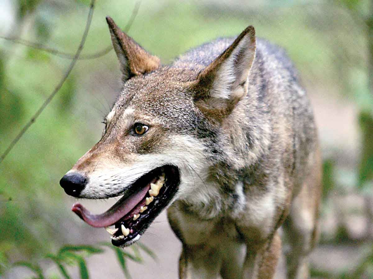 Red wolf. USFWS photo
