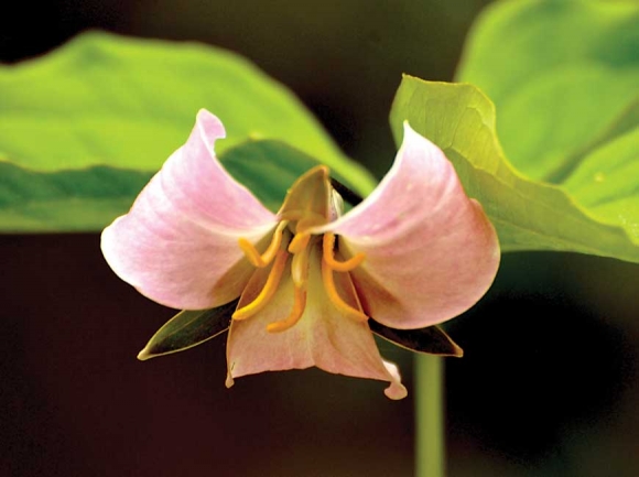 The trail includes at least seven species of trillium. Donated photo