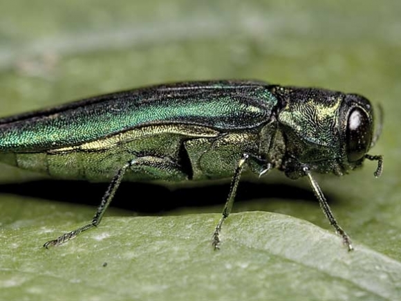 Emerald ash borer confirmed in Haywood County