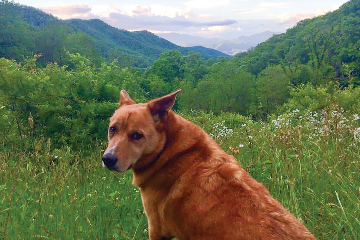 Ms. Magnolia, the good dog, has a fitting name. Adam Bigelow photo