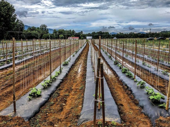 Ten Acre Garden is a small portion of a farm in Canton that has been in Danny Barrett’s family for over a century. Garth Kuver photo