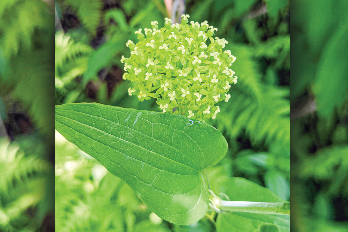 Briars, like greenbriar (Smilax rotundifolia) have important roles in the ecosystem. Adam Bigelow photo