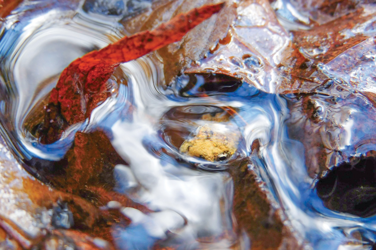 One of this year’s winning entries, titled ‘Frog in the Water.’ Leo Richmond photo