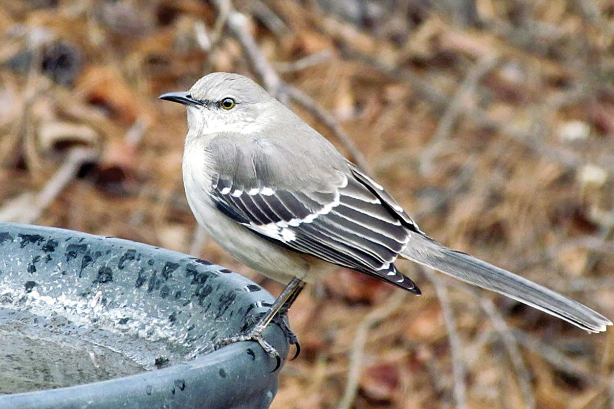 Join Franklin Bird club for Macon County walks