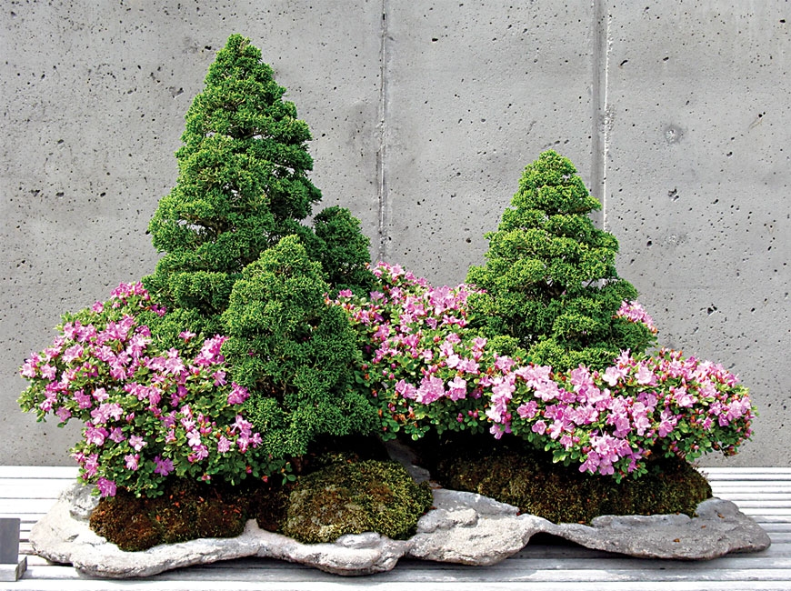 The Bonsai Expo is canceled, but the bonsai exhibits will return to display on World Bonsai Day May 8.  N.C. Arboretum photo