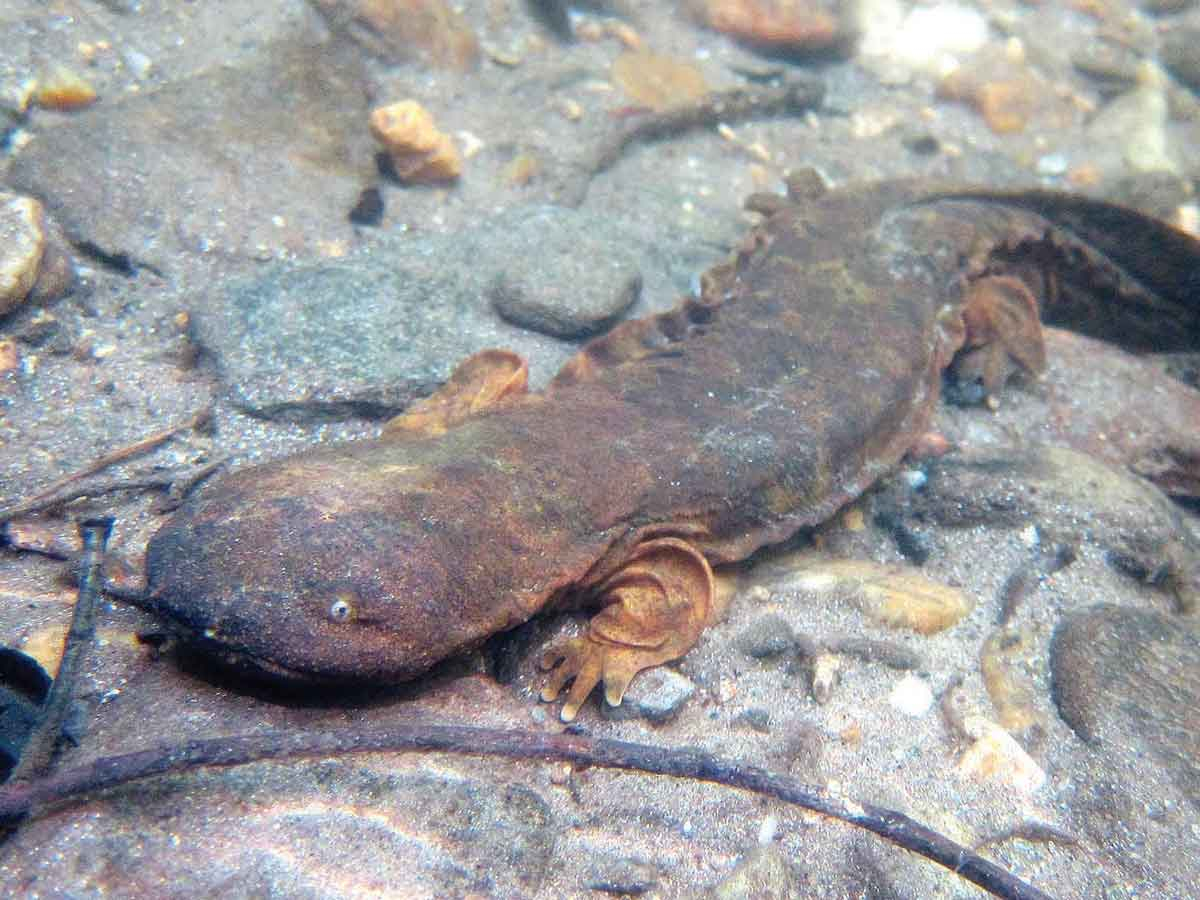 The hellbender is one of only three giant salamanders found in the world. Lori Williams photo
