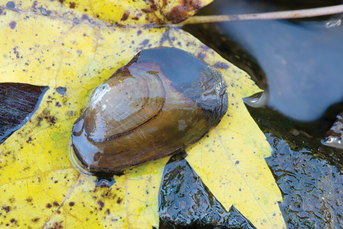 The green floater is a candidate for threatened species status. Ryan Hagerty/USFWS photo