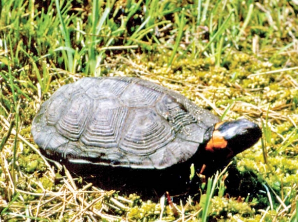 Endangered bog turtle. Donated photo