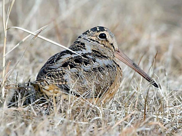 The woodcock — secretive, rotund and acrobatic