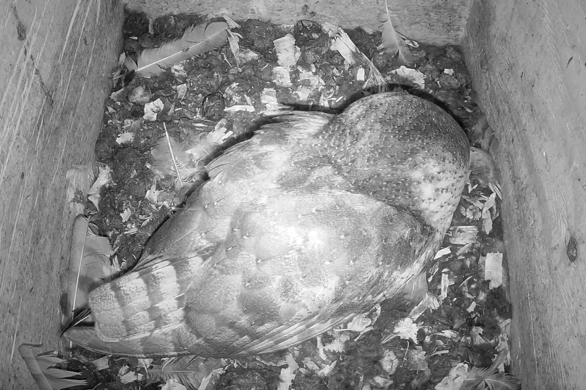 Public gets rare chance to watch barn owls hatch