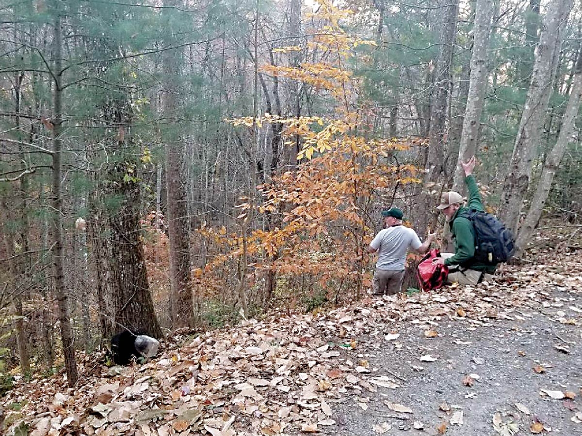 Wildlife Commission staff approach the distressed bear, whose head was trapped inside a clear container. Donated photo