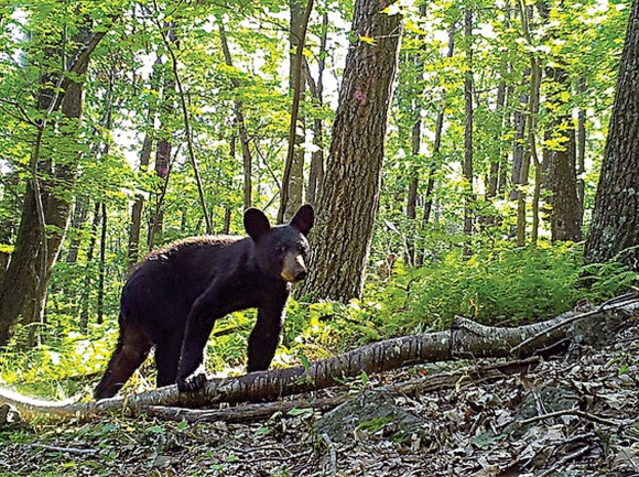 Bear encounters tend to happen more often in the late spring and early summer, before more nutritious food sources like nuts and berries are widely available. Donated photo