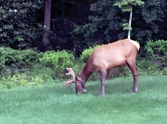 In full velvet, the young male elk looks for snacks in the yard of Bradley and Ibby Jones in Hendersonville. Bradley Jones photo