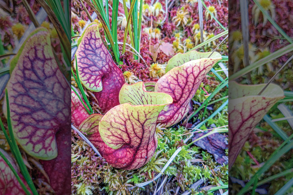 Bogs are home to all kinds of unique plants. Adam Bigelow photo