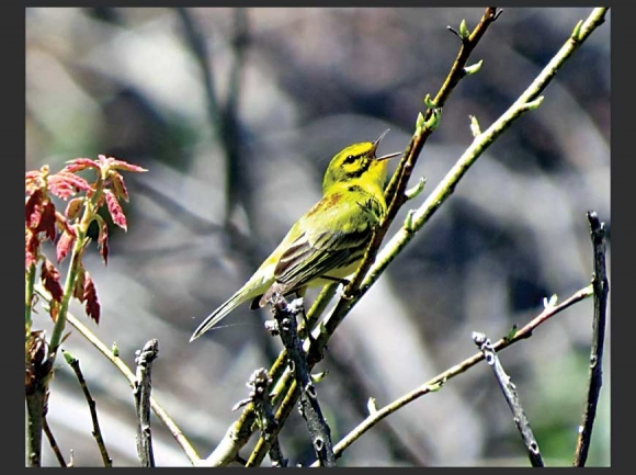 Prairie warbler Grandfather District Pisgah National Forest. Don Hendershot photo