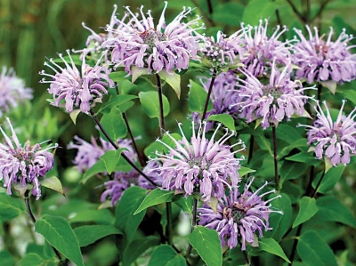 Horsemint Is A Fascinating Useful Plant