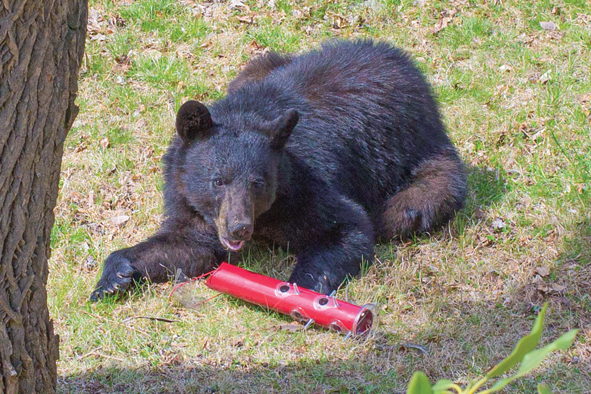 Bear activity is high right now. 