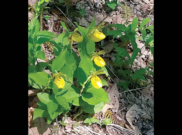 “Wrong way” lady slipper from Harmon Den. Don Hendershot photo