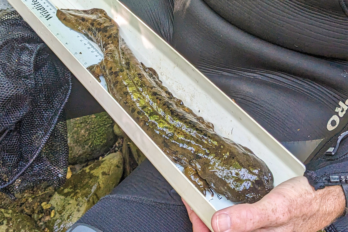 A researcher measures the length of a captured eastern hellbender. It is one of three giant salamander species in the world. José Garrido photo, courtesy of Amphibian and Reptile Conservancy. 