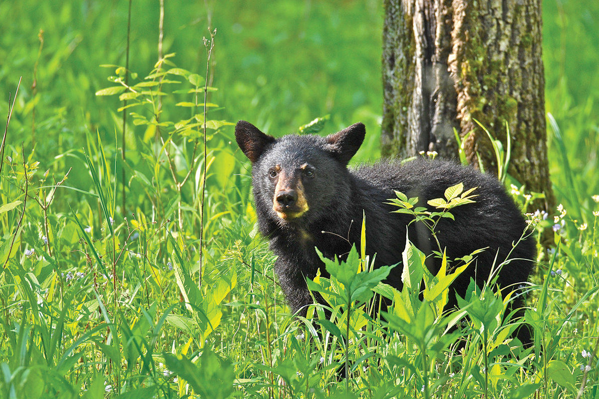 Many letter writers have questions about one of the park’s most charismatic residents ­­— the American black bear. 