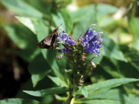 Probing for pollinators: Miniature world of pollinators comes to life in Highlands