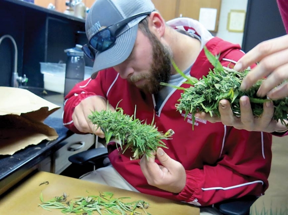 Haywood County Extension Agent Rob Anderson trims buds for CBD trials. Donated photo
