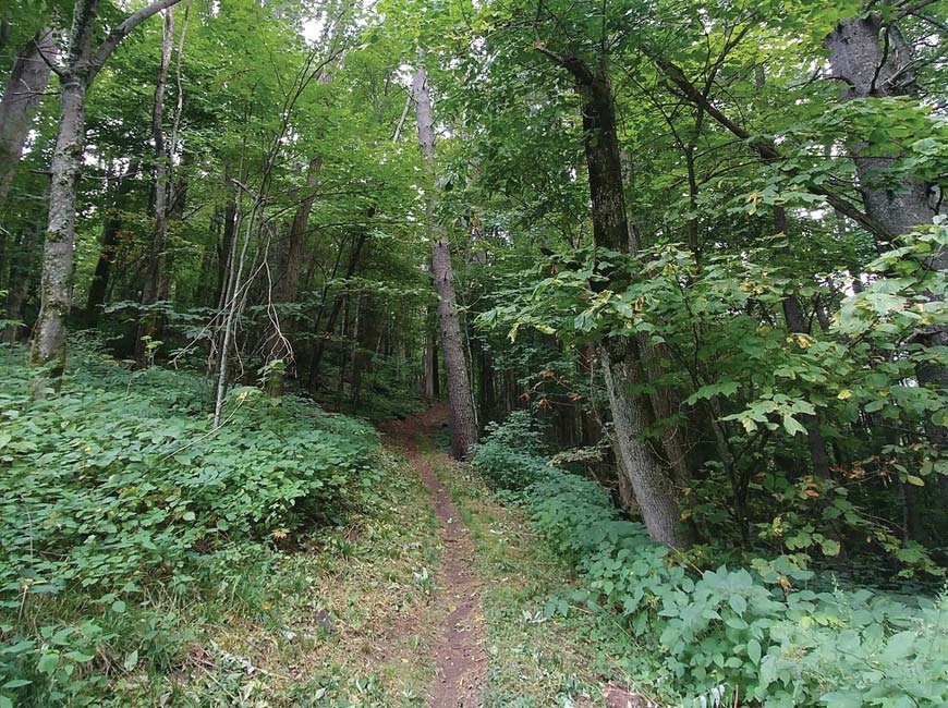 Cataloochee Divide Trail.