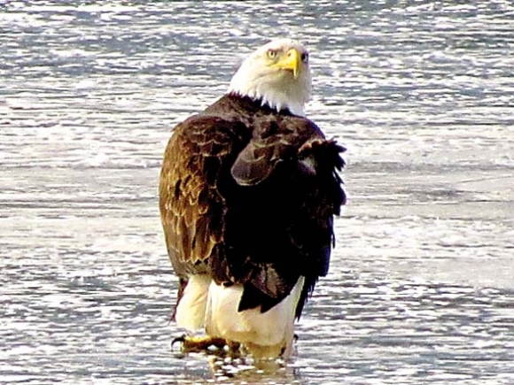 The Naturalist&#039;s Corner: Will eagles dare?