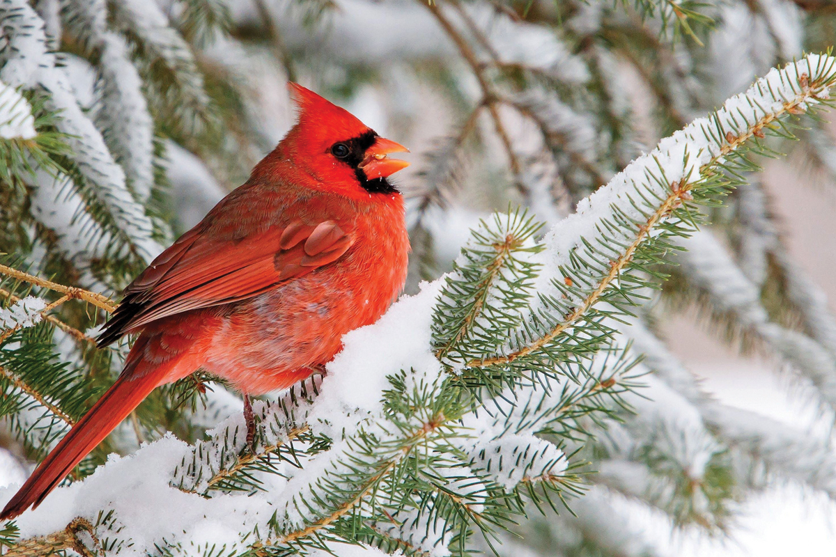 A northern cardinal perches in the snow. Steve Gifford/USFWS photo