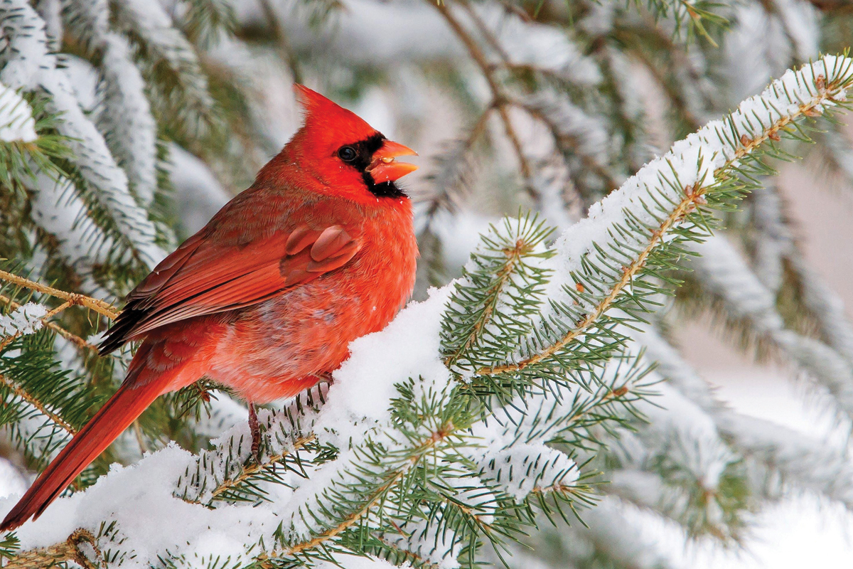 A northern cardinal perches in the snow. Steve Gifford/USFWS photo