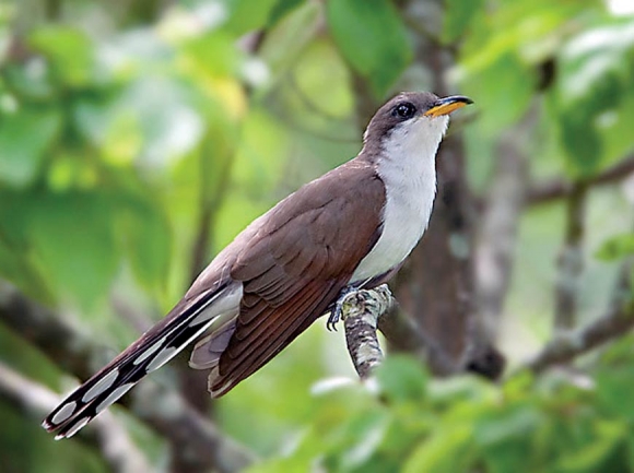 Yellow-billed cuckoo. Donated photo