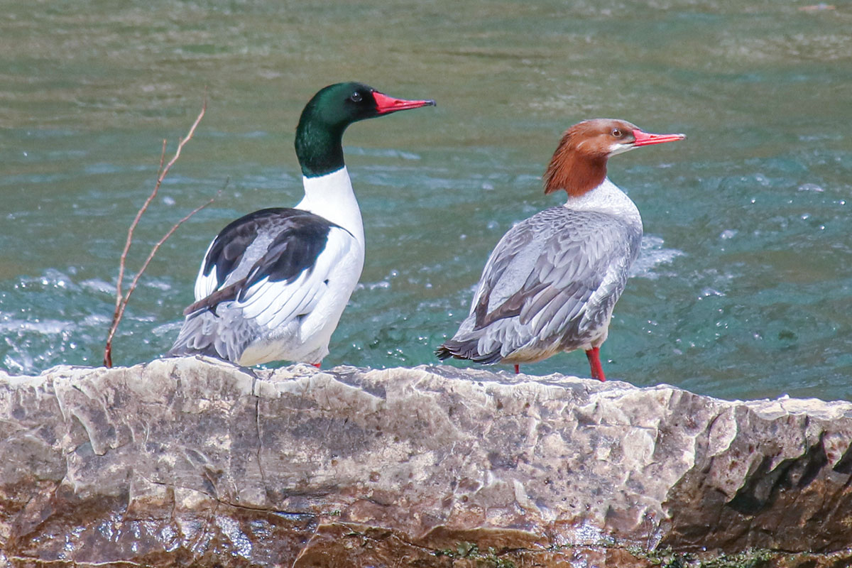Join Franklin Bird club for Macon County walks