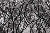 The Joyful Botanist: Skeleton Trees