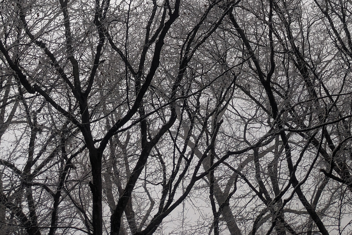 A tree&#039;s branches and limbs can resemble a human skeleton, hence the name.