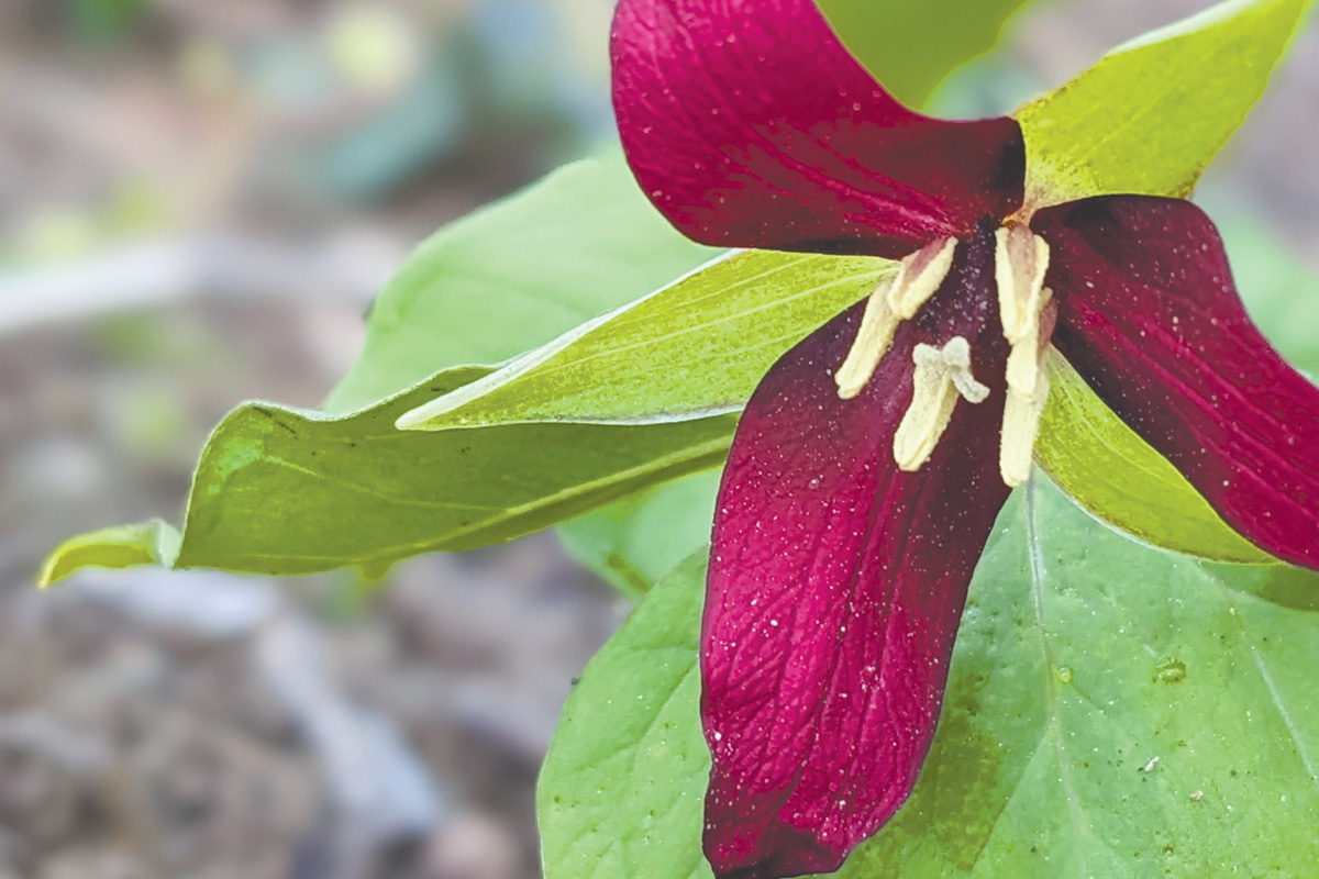 A red trillium (Trillium erectum) blooms alongside the Appalachian Trail. Holly Kays photo