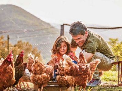 Sponsored: Is There a Difference Between Brown Eggs and White Eggs?