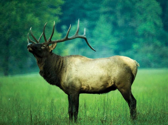 An elk lets out a bugle. Visit N.C. Smokies photo