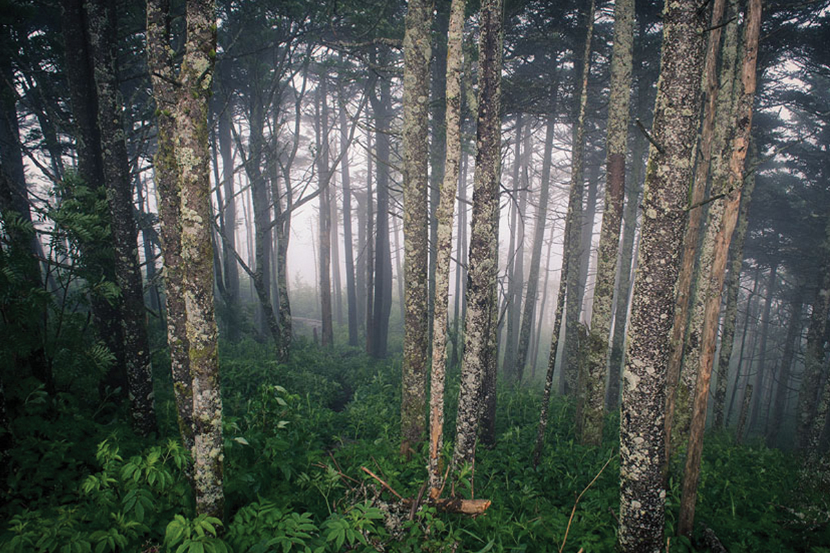 Home to the highest peak east of the Mississippi, Mount Mitchell State Park offers a chilly environment more frequently seen in locations much further north. 