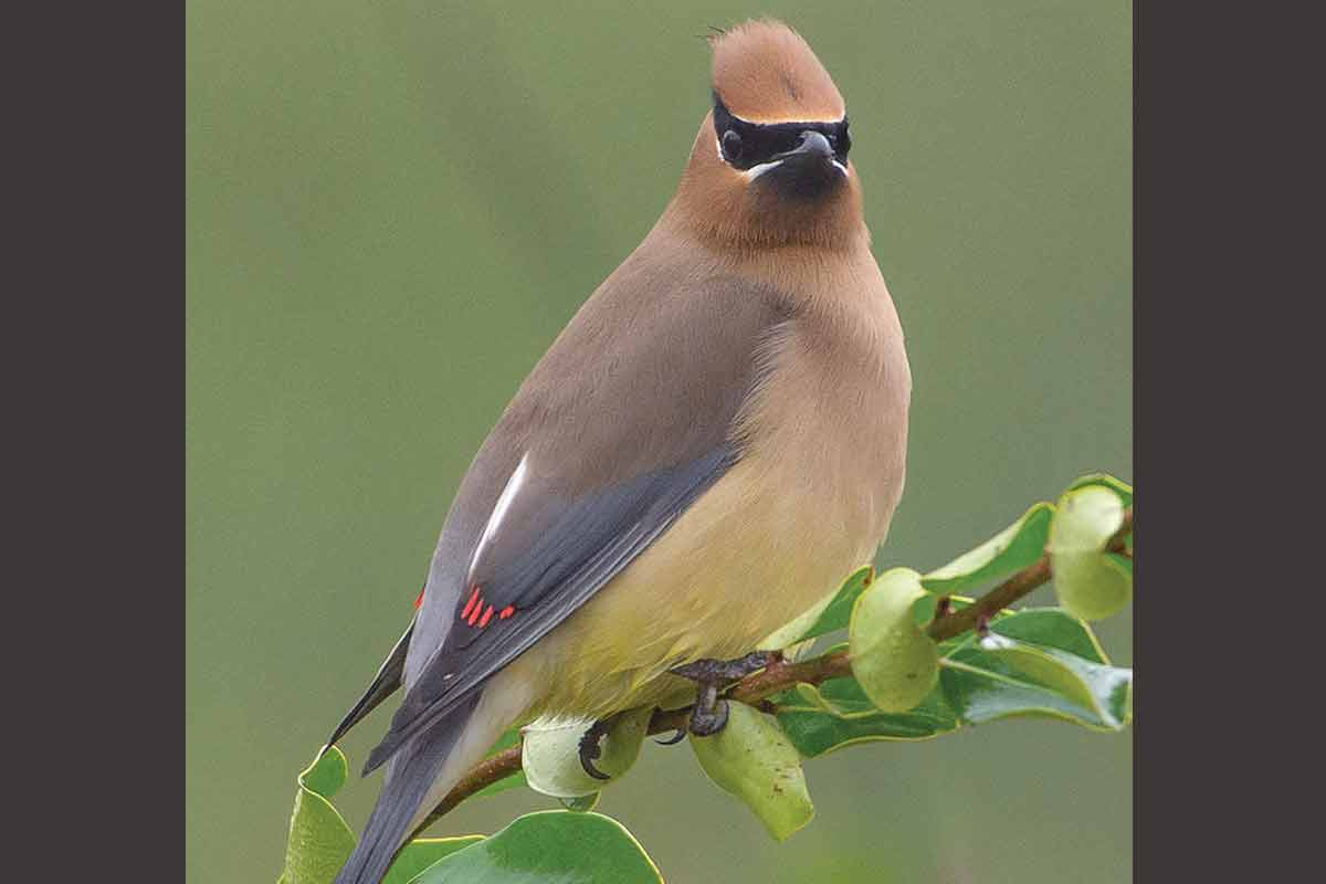 Named for the bright red wax droplets on its wings, the cedar waxwing can be found across much of North America. Fred Coyle photo 