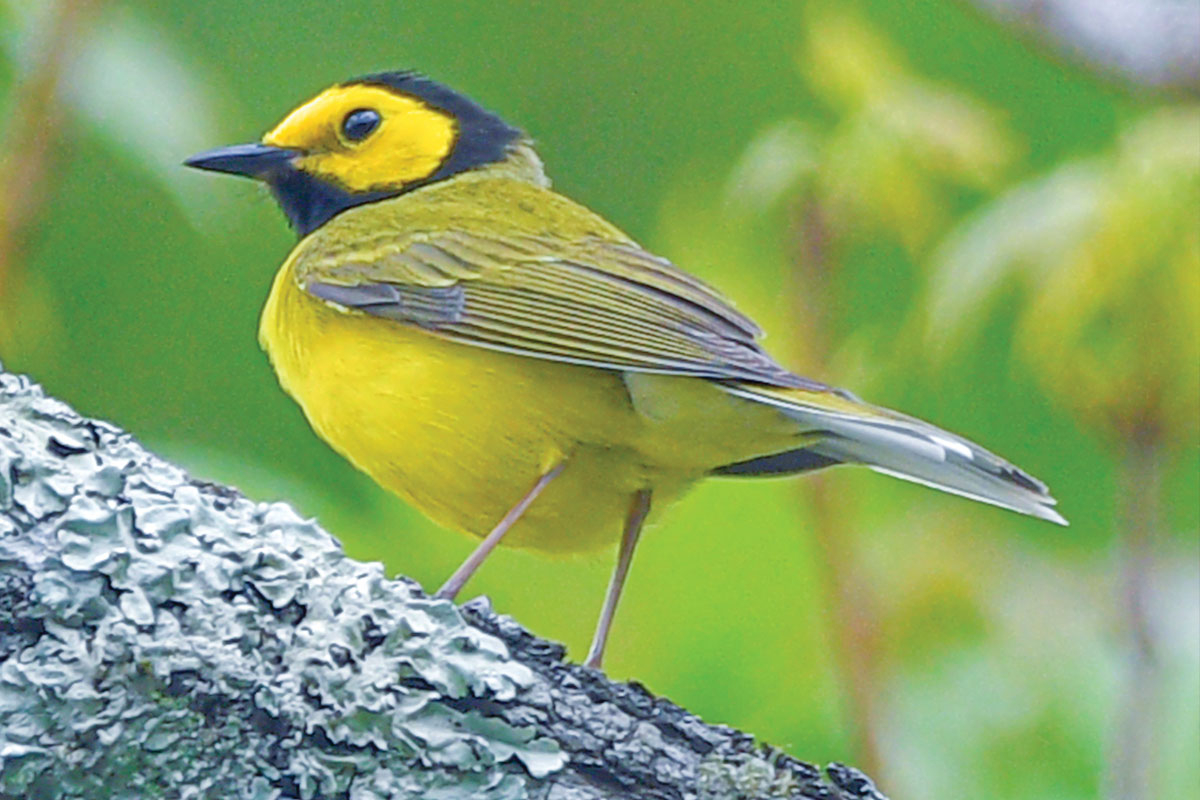 Hooded Warblers are one of the songbirds you might see and hear in the spring woods of Western North Carolina. Tim Carstens photo