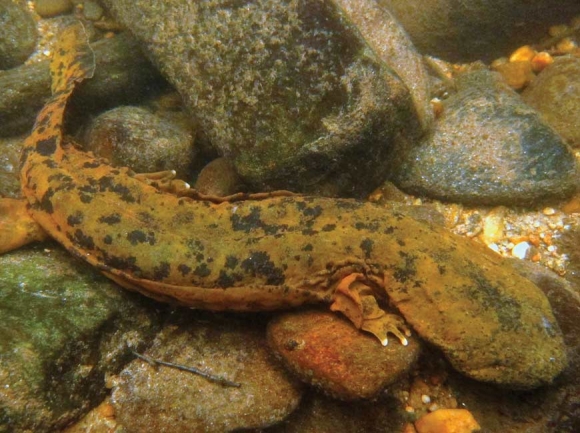 Hellbender. NPS photo