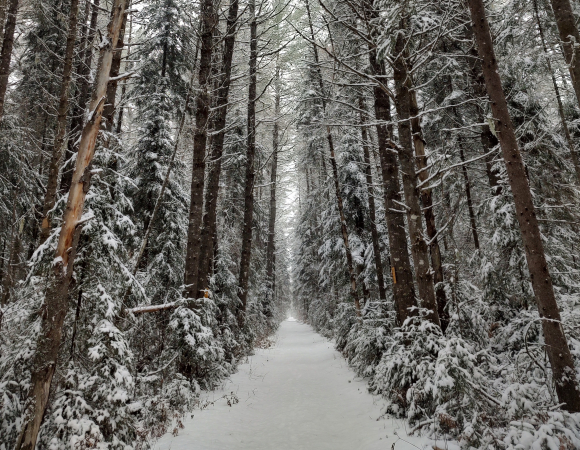 The North Country Woods. Garret K. Woodward photo